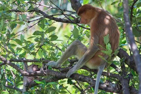 Nose-Monkey in Borneo Stock Photos
