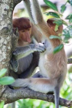 Nose-Monkey in Borneo Stock Photos