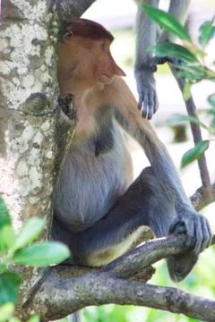 Nose-Monkey in Borneo Stock Photos