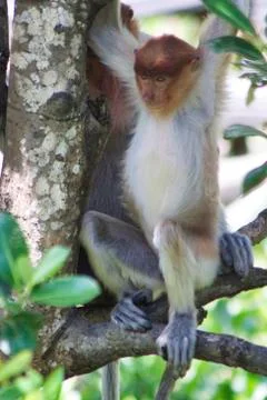 Nose-Monkey in Borneo Stock Photos