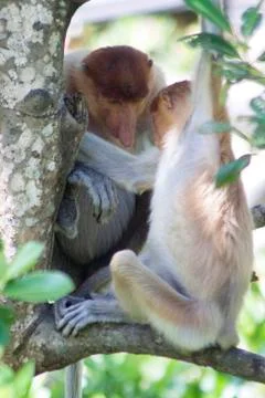 Nose-Monkey in Borneo Stock Photos
