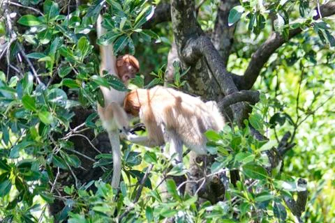 Nose-Monkey in Borneo Stock Photos