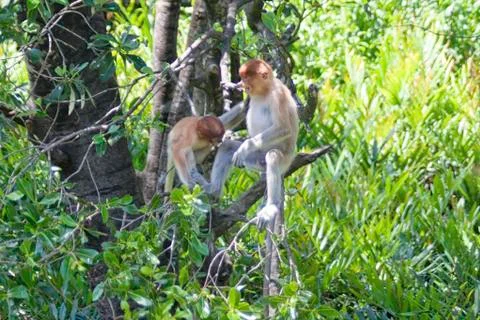 Nose-Monkey in Borneo Stock Photos