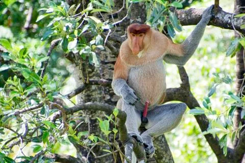 Nose-Monkey in Borneo Stock Photos