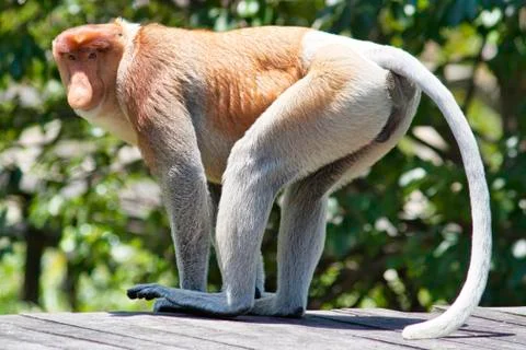 Nose-Monkey in Borneo Stock Photos