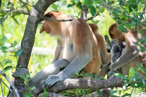 Nose-Monkey in Borneo Stock Photos