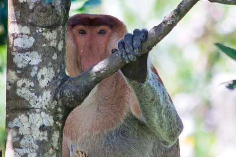 Nose-Monkey in Borneo Foto stock