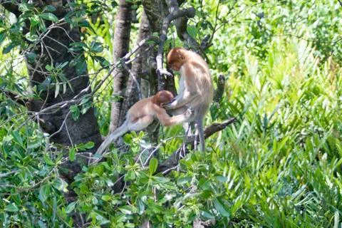 Nose-Monkey in Borneo Stock Photos