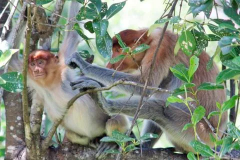 Nose-Monkey in Borneo Stock Photos
