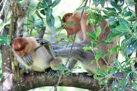 Nose-Monkey in Borneo Stock Photos