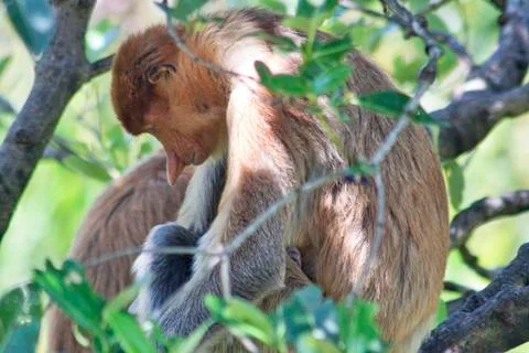 Nose-Monkey in Borneo Stock Photos