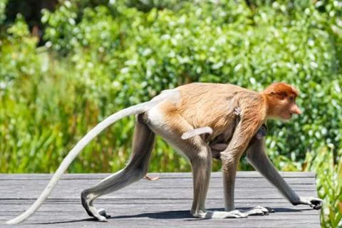 Nose-Monkey in Borneo Stock Photos