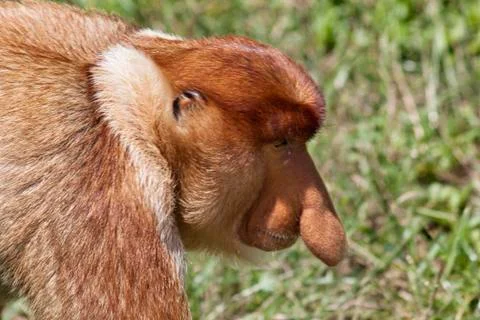 Nose-Monkey in Borneo Stock Photos