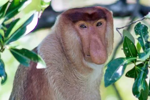Nose-Monkey in Borneo Stock Photos