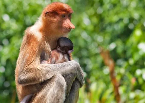 Nose-Monkey in Borneo Stock Photos