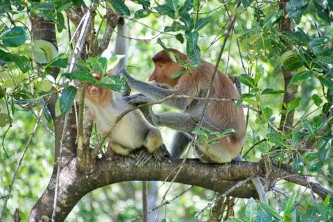 Nose-Monkey in Borneo Stock Photos