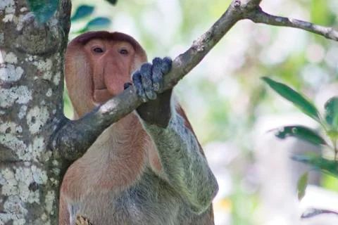 Nose-Monkey in Borneo Stock Photos