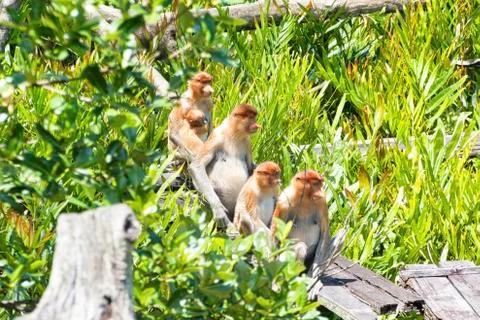 Nose-Monkey in Borneo Stock Photos