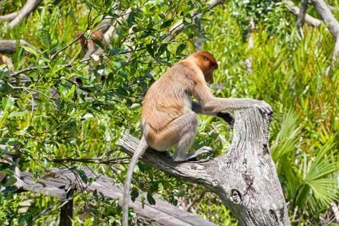 Nose-Monkey in Borneo Stock Photos