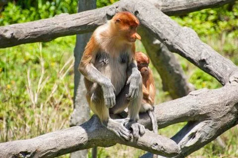 Nose-Monkey in Borneo Stock Photos