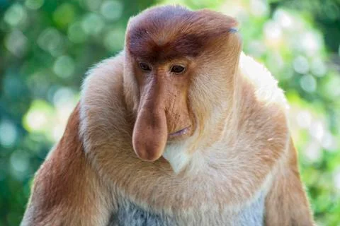 Nose-Monkey in Borneo Stock Photos