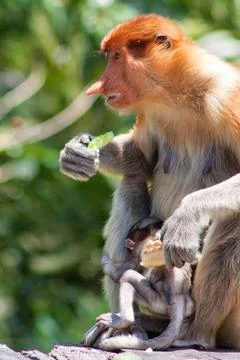 Nose-Monkey in Borneo Stock Photos