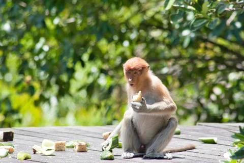Nose-Monkey in Borneo Stock Photos