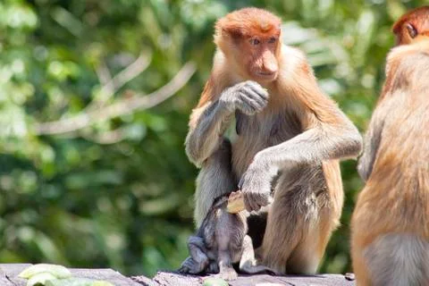 Nose-Monkey in Borneo Stock Photos