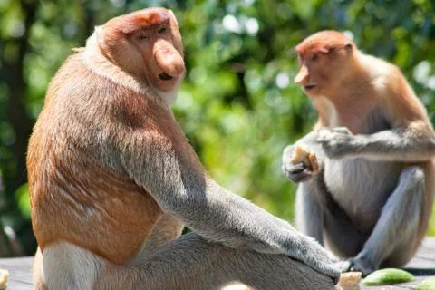 Nose-Monkey in Borneo Stock Photos