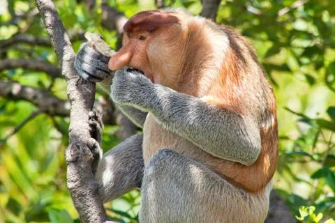 Nose-Monkey in Borneo Stock Photos