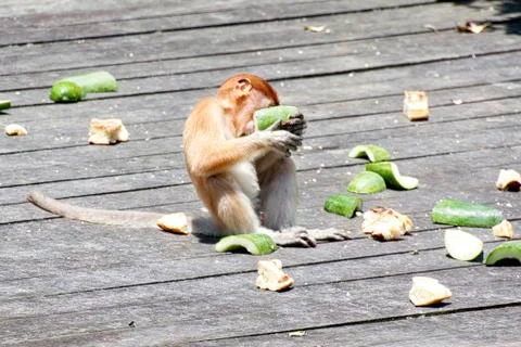 Nose-Monkey in Borneo Stock Photos