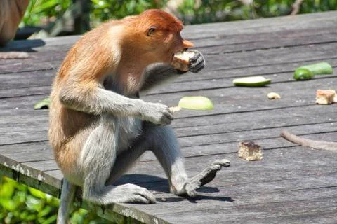 Nose-Monkey in Borneo Stock Photos
