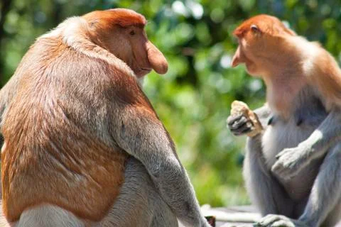 Nose-Monkey in Borneo Stock Photos