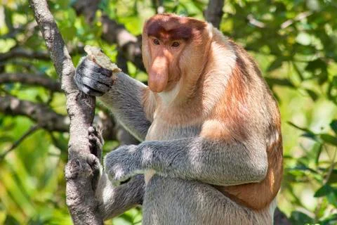 Nose-Monkey in Borneo Stock Photos