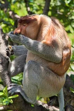 Nose-Monkey in Borneo Stock Photos