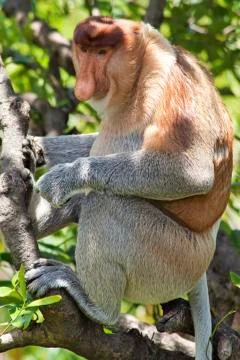 Nose-Monkey in Borneo Foto stock