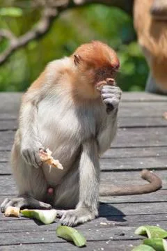 Nose-Monkey in Borneo Stock Photos