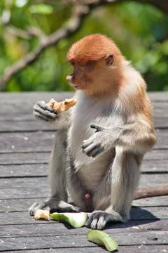 Nose-Monkey in Borneo Stock Photos