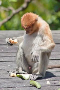 Nose-Monkey in Borneo Stock Photos