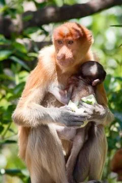 Nose-Monkey in Borneo Stock Photos