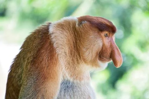 Nose-Monkey in Borneo Stock Photos