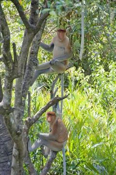 Nose-Monkey in Borneo Stock Photos