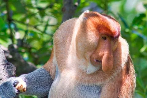 Nose-Monkey in Borneo Stock Photos