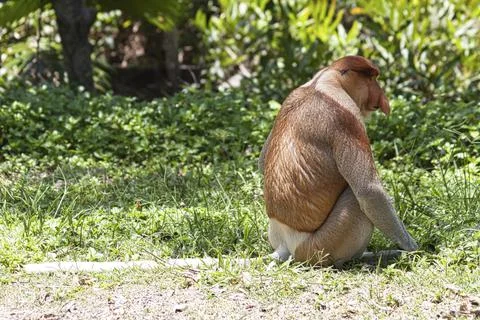Nose-Monkey in Borneo Stock Photos
