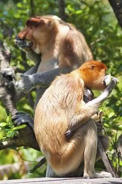 Nose-Monkey in Borneo Stock Photos