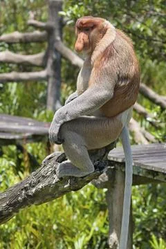 Nose-Monkey in Borneo Stock Photos