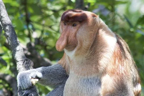 Nose-Monkey in Borneo Stock Photos