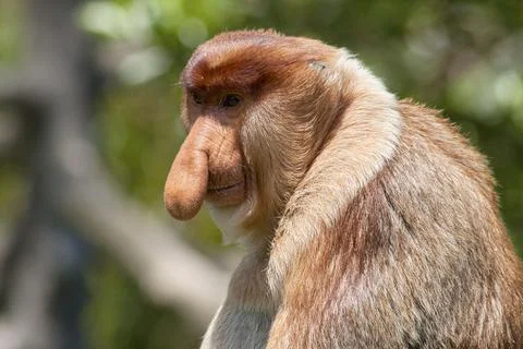 Nose-Monkey in Borneo Stock Photos