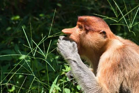 Nose-Monkey in Borneo Stock Photos