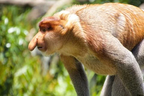 Nose-Monkey in Borneo Stock Photos